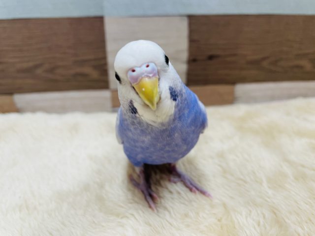 最新画像有り！！ヒナ餌卒業の手乗りさん☆セキセイインコのライラックカラー！