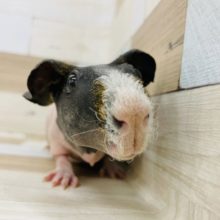 モチモチの裸ちゃん☆スキニーギニアピッグちゃん！