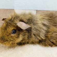 ぷいぷい鳴くのが可愛いんです♡テッセルモルモットのブラウンカラー！