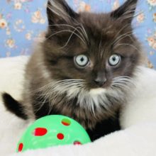 白の靴下と手袋！？サイベリアンくん(ブラック＆ホワイト)