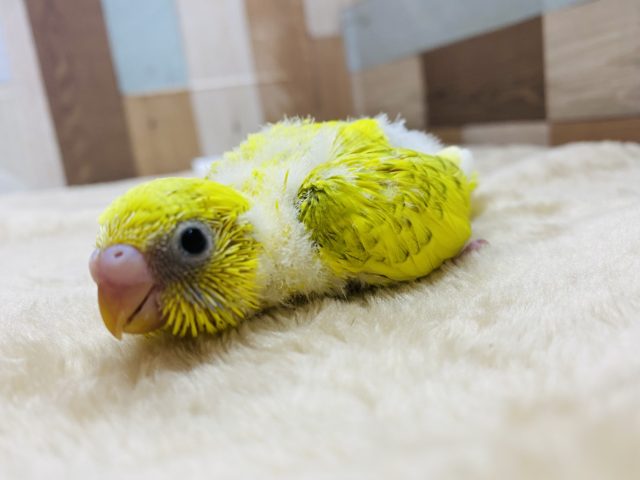 セキセイインコ