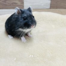 食欲旺盛な可愛い子♥リアルブラックハムスターちゃん！