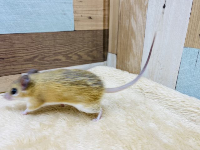 カイロトゲマウス