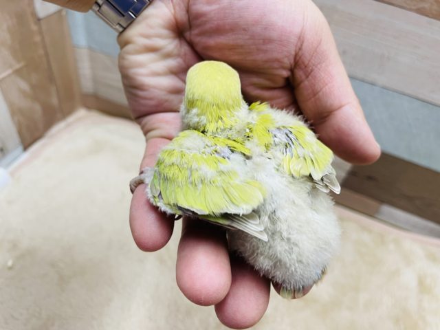 コザクラインコ（小桜インコ）