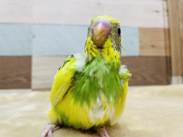 セキセイインコ