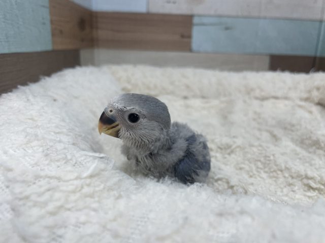 深みのあるブルーのコザクラさん！コザクラインコ　バイオレット