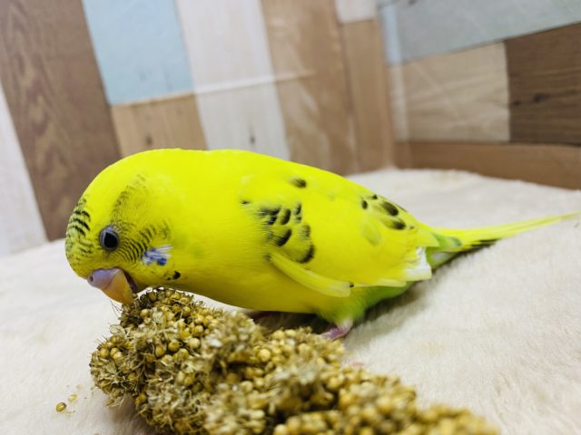 セキセイインコ