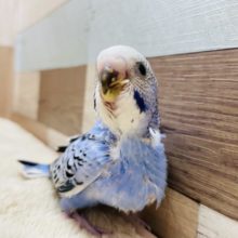 つぶらな瞳の可愛いヒナさん☆セキセイインコのオパーリンカラー！