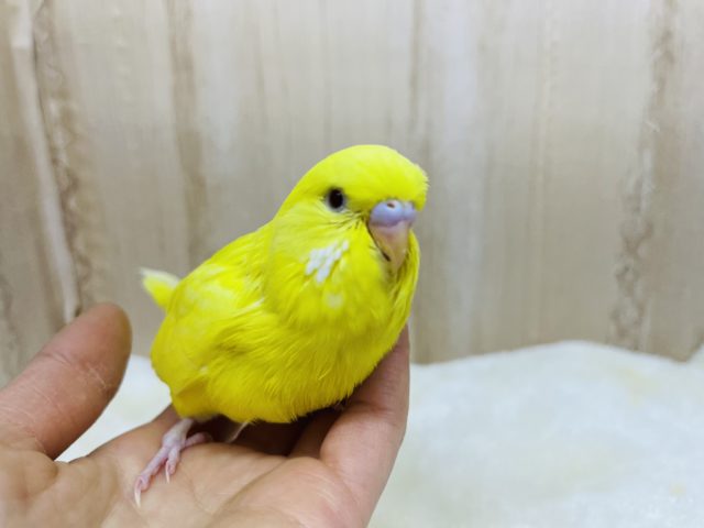 ジャンボセキセイインコ