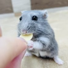 美味しいものよこせぇ〜♥ロシアンブルーハムスターくん！