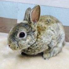 なでなでするとふわふわしてます☆ミニレッキスのチェスナットカラー！