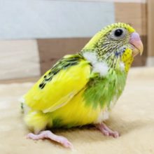 明るいお色のヒナさんです☆セキセイインコのパイドカラー！