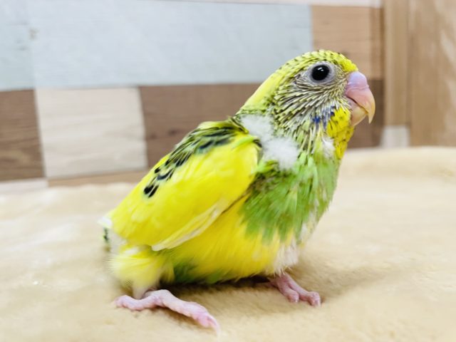 明るいお色のヒナさんです☆セキセイインコのパイドカラー！