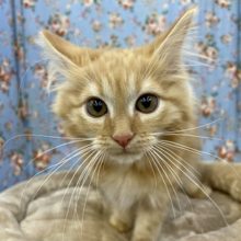 甘えん坊のシャイボーイ!!　サイベリアンの男のコ 2022.2/9撮影