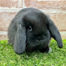 美ウサです！！ ホーランドロップイヤーラビット　2022.2/11撮影