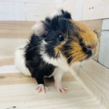 超ホヤホヤ最新画像！巻き毛モルモットの男の子入荷しました～☆