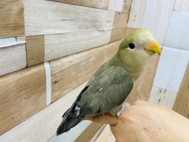 コザクラインコ（小桜インコ）