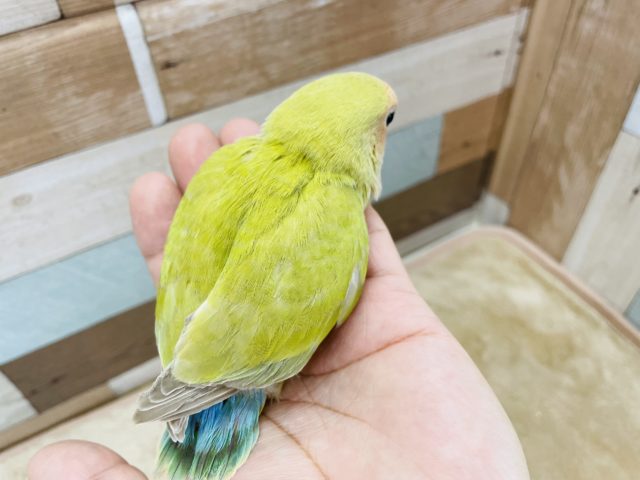 コザクラインコ（小桜インコ）