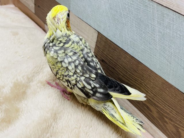 オカメインコ