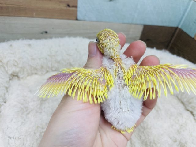 セキセイインコ