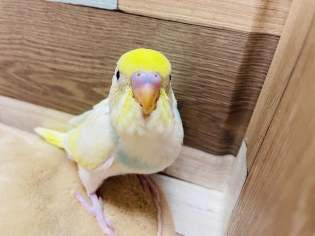 セキセイインコ