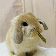 可愛い以外の言葉が見つかりません…ホーランドロップイヤーラビット女の子♡