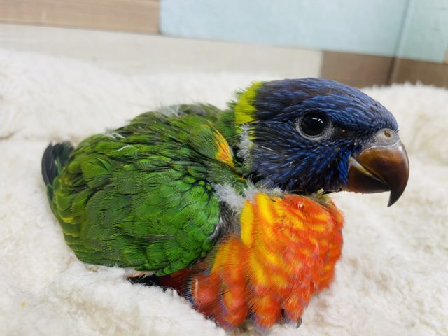 アカエリゴシキセイガイインコ