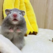 淡めカラー☆セーブルハムスター男の子