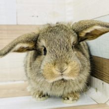 まだ耳垂れません…ロップイヤーラビットさん(チェスナット)
