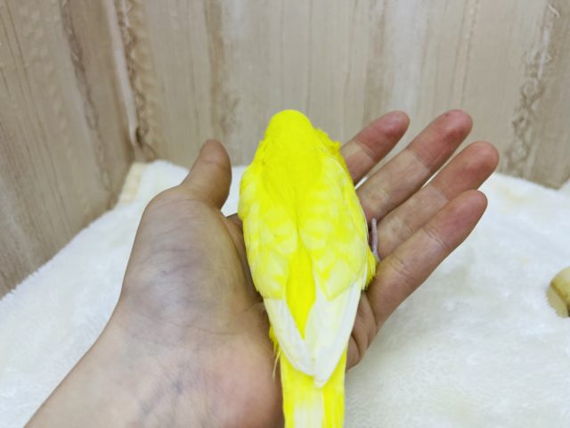 ジャンボセキセイインコ