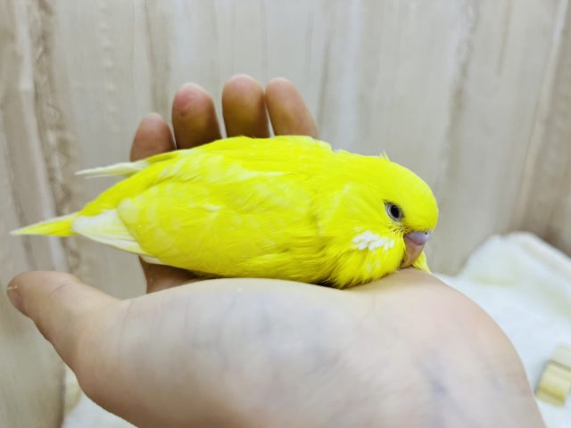 ジャンボセキセイインコ