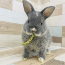 リラックスし過ぎ！？おでこの白が可愛い♡ネザーランドドワーフ(ブルー系)