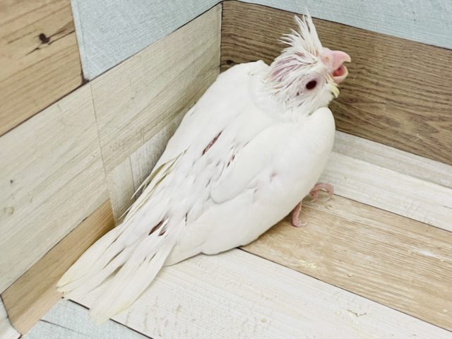 オカメインコ