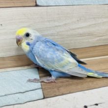 ブルーが目を惹く！セキセイインコ　パステルレインボー