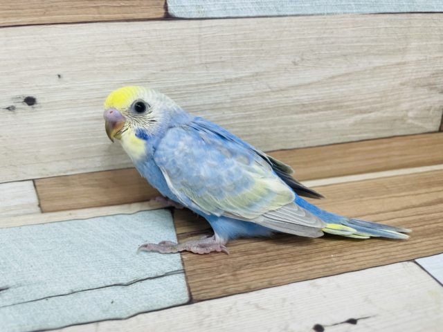 ブルーが目を惹く！セキセイインコ　パステルレインボー