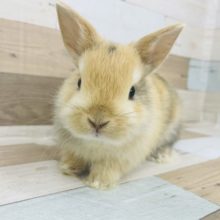 緊張が止まらない！！ネザーランドドワーフ(トーティ)