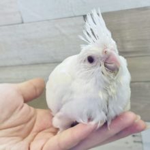 真っ白なまるむち♥オカメインコヒナ(ピュアホワイト)
