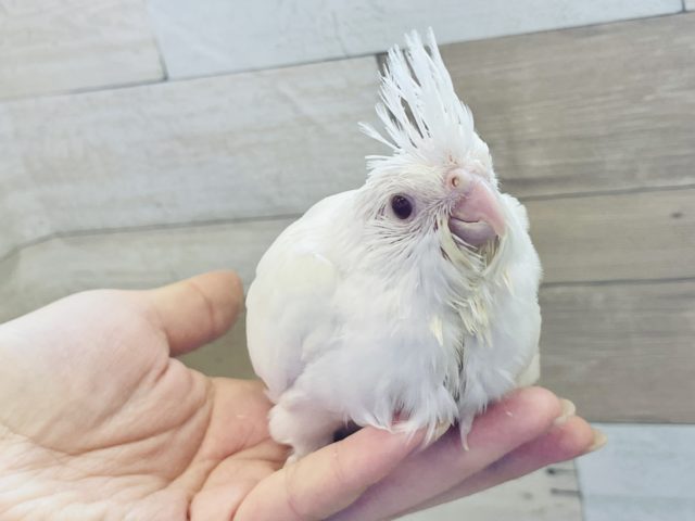 真っ白なまるむち♥オカメインコヒナ(ピュアホワイト)