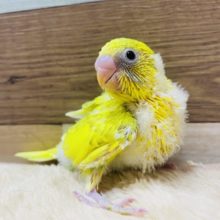 カメラ目線ばっちり！！綺麗なカラーのセキセイインコスパングルパイドやって来ました〜