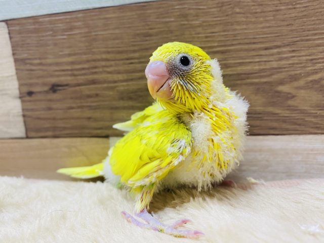 カメラ目線ばっちり！！綺麗なカラーのセキセイインコスパングルパイドやって来ました〜