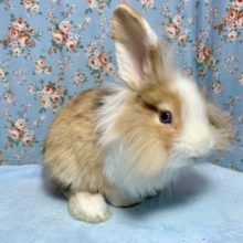 アメリカンファジーロップ  男の子  2/9