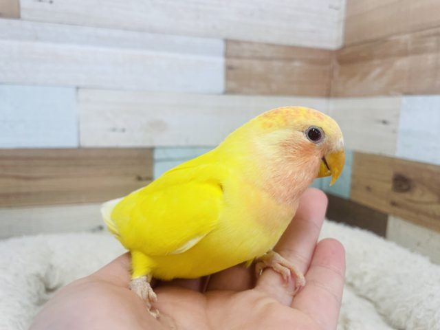 本日6つ出品②羊毛フェルト 鳥かごに入ったコザクラインコさん