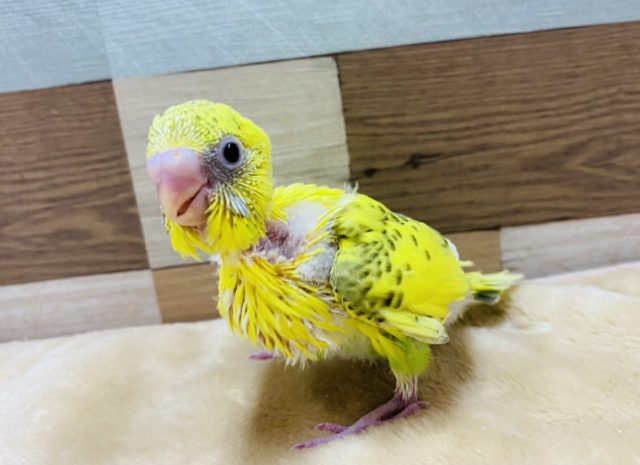 とにかく元気いっぱい！！セキセイインコハルクイル♪