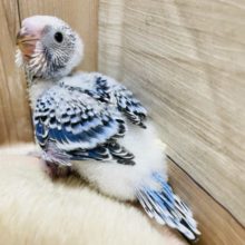 綿毛の残るヒナヒナちゃん☆セキセイインコのオパーリンカラー！