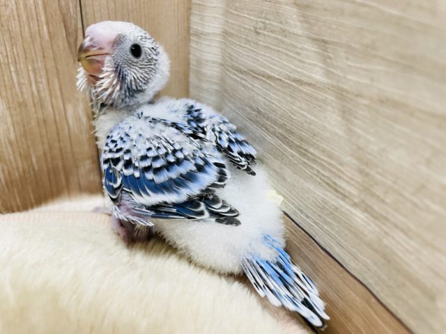 綿毛の残るヒナヒナちゃん☆セキセイインコのオパーリンカラー！