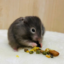 元気もりもり☆セーブルハムスター男の子