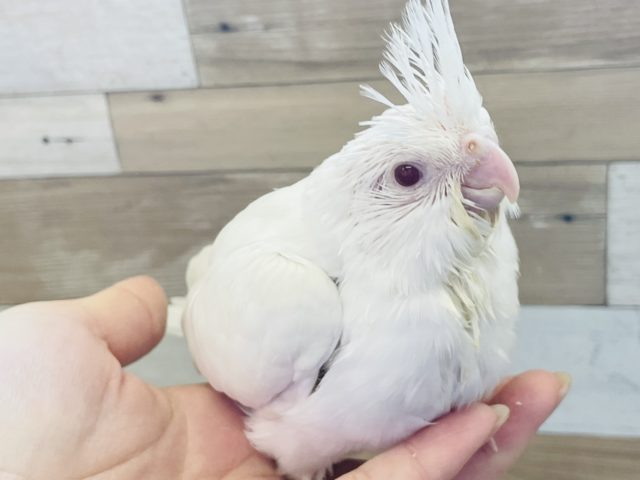 オカメインコ