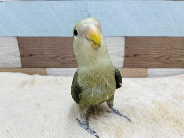 コザクラインコ（小桜インコ）