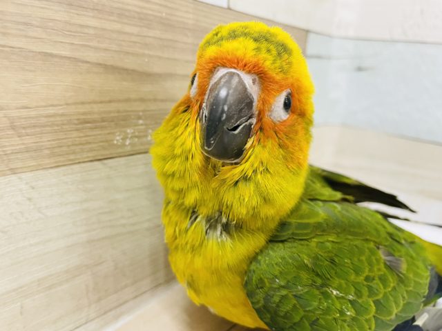 膨らみながら可愛い顔で迫ってくる コガネメキシコインコヒナ 東京からもほど近い 千葉県 神奈川県 埼玉県でコガネメキシコインコ を販売するペットショップ