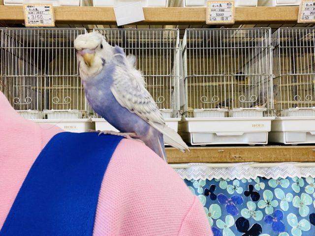 羽衣セキセイインコ